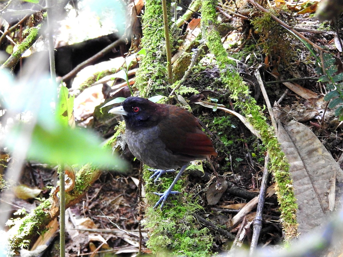 Pale-billed Antpitta - Marcelo Quipo