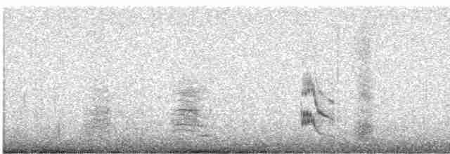 Black-faced Woodswallow - ML177526061