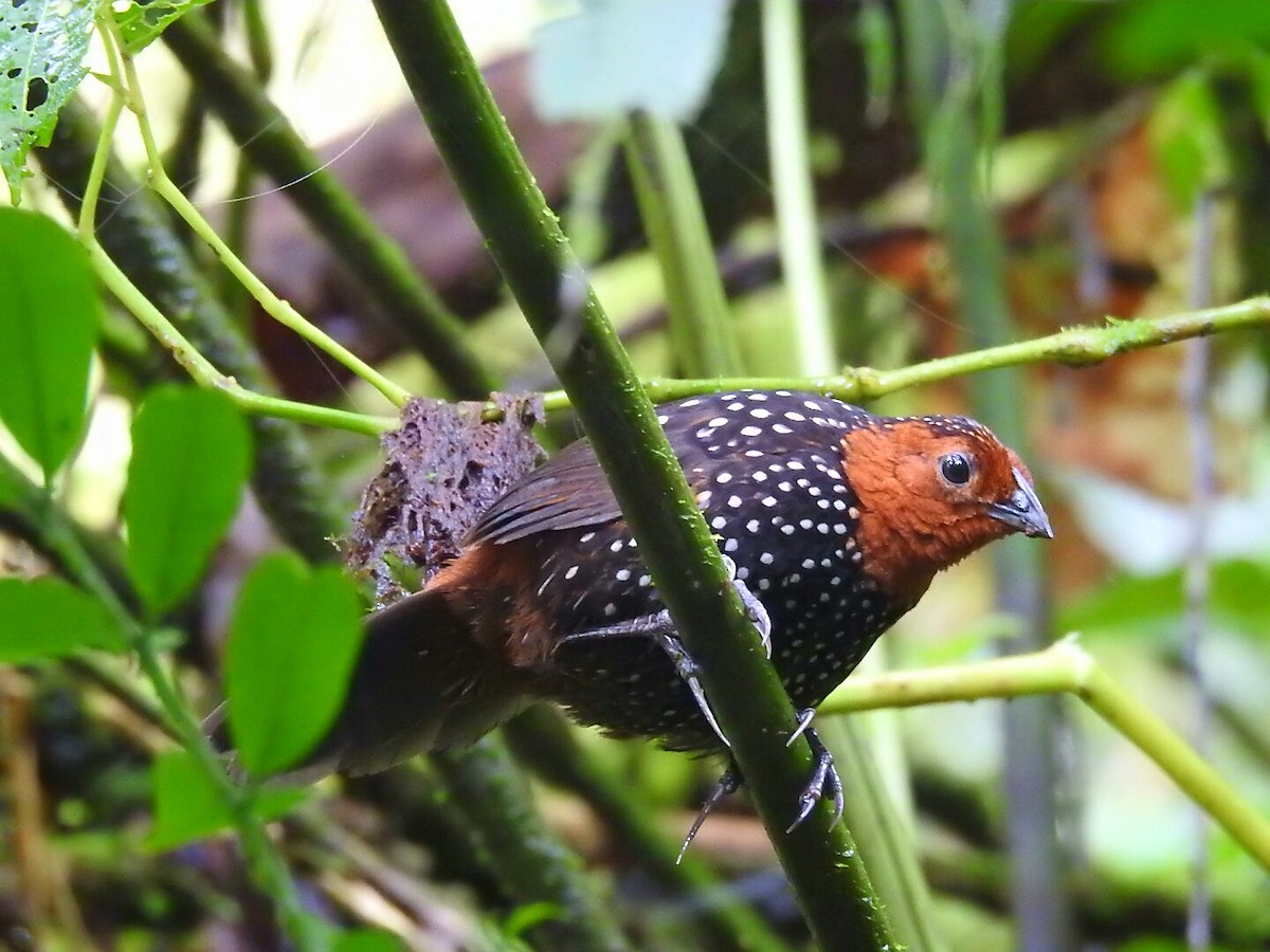 Ocellated Tapaculo - ML177526181