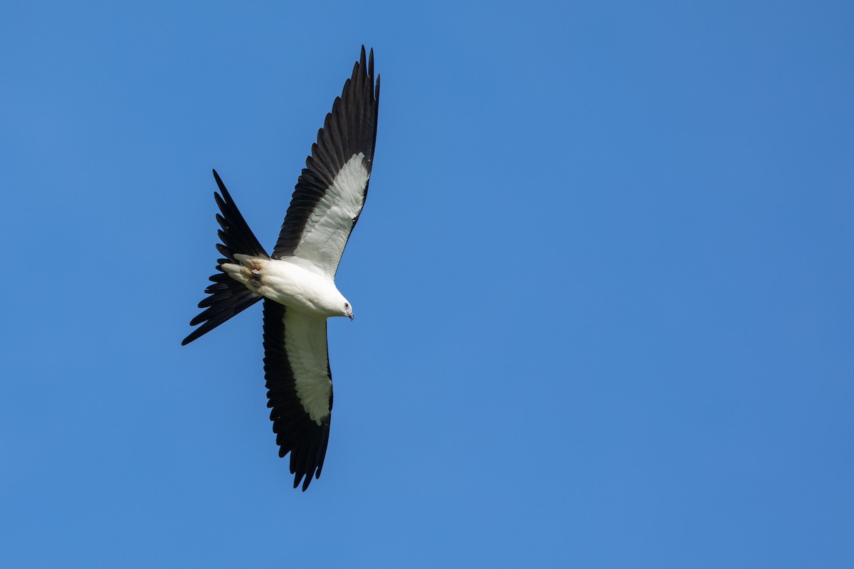 Swallow-tailed Kite - ML177526251