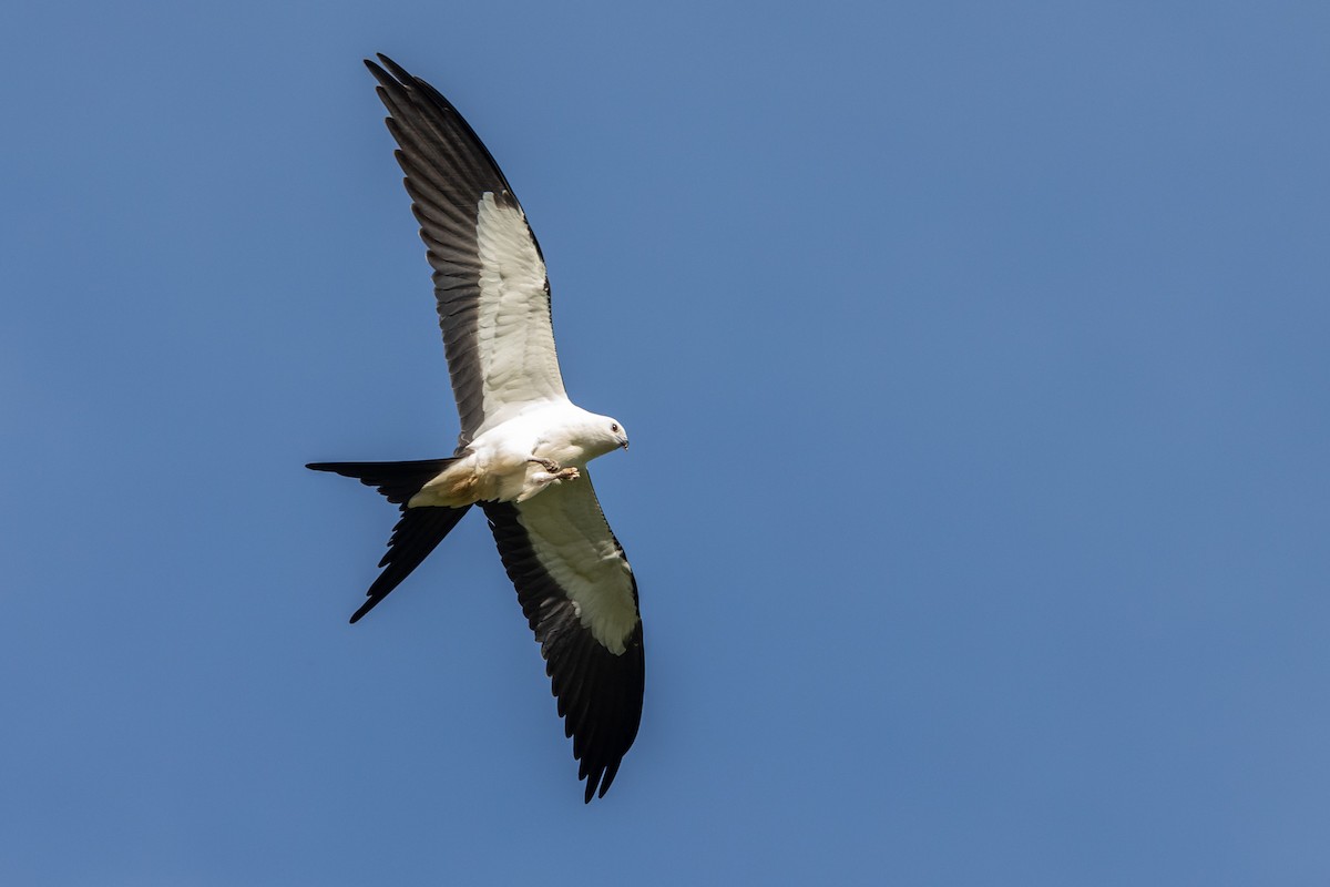 Swallow-tailed Kite - ML177526271