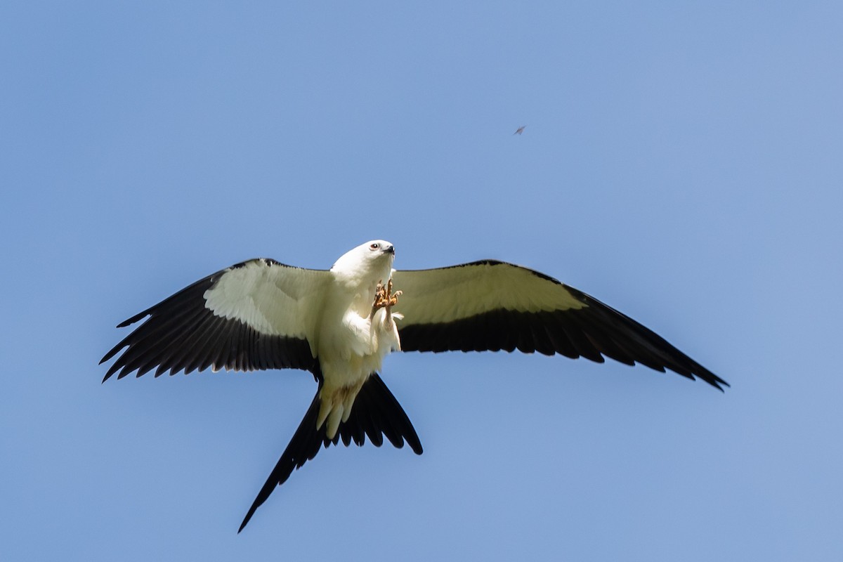 Swallow-tailed Kite - ML177526291