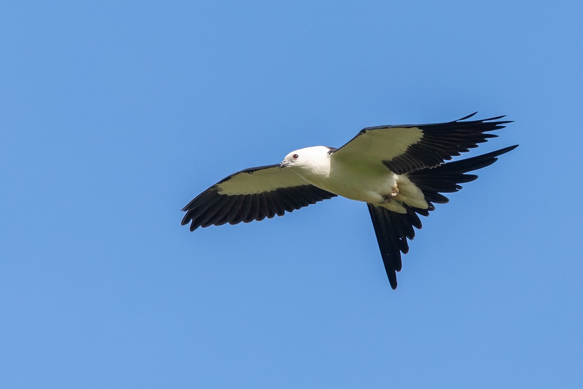 Swallow-tailed Kite - ML177526301