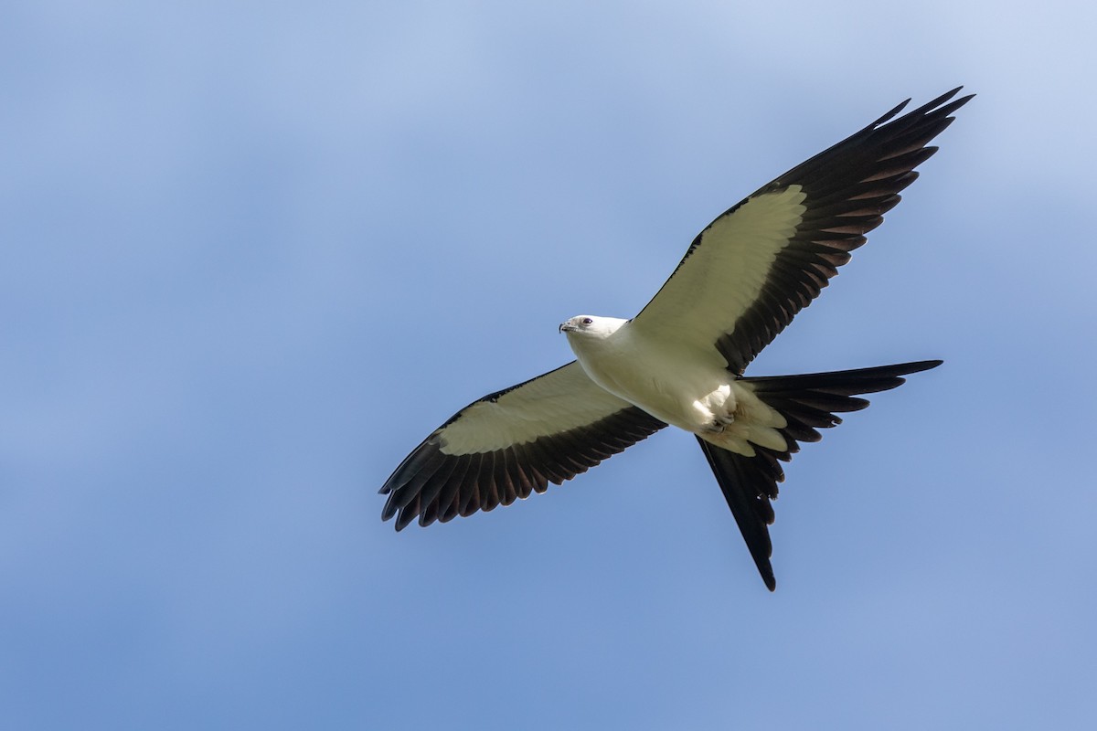 Swallow-tailed Kite - ML177526331