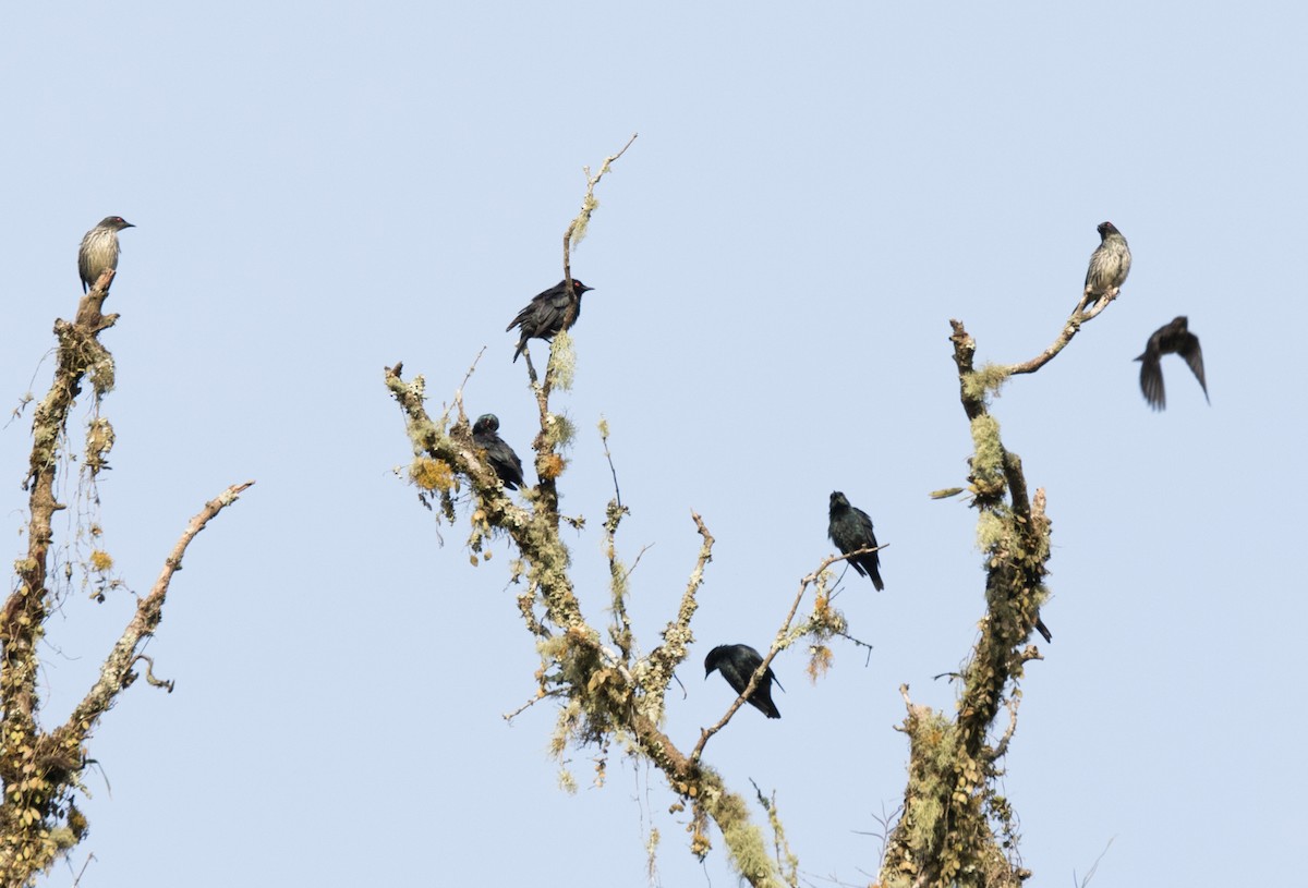 Short-tailed Starling - Chris Barnes