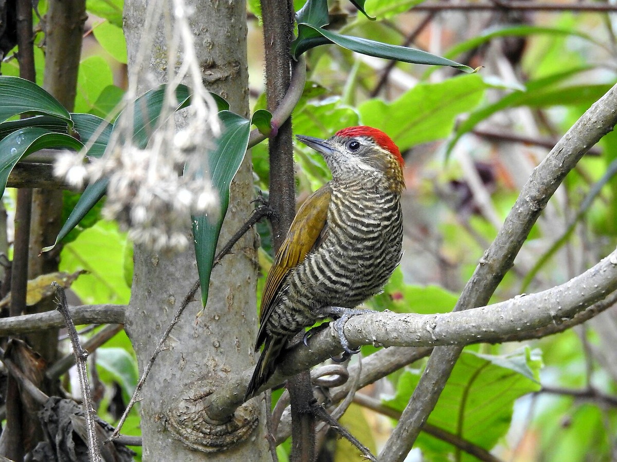 Bar-bellied Woodpecker - Marcelo Quipo