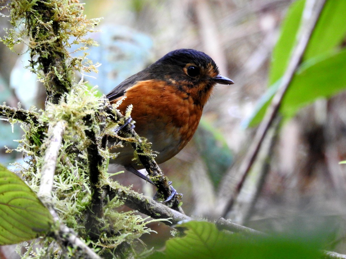 Slate-crowned Antpitta - Marcelo Quipo