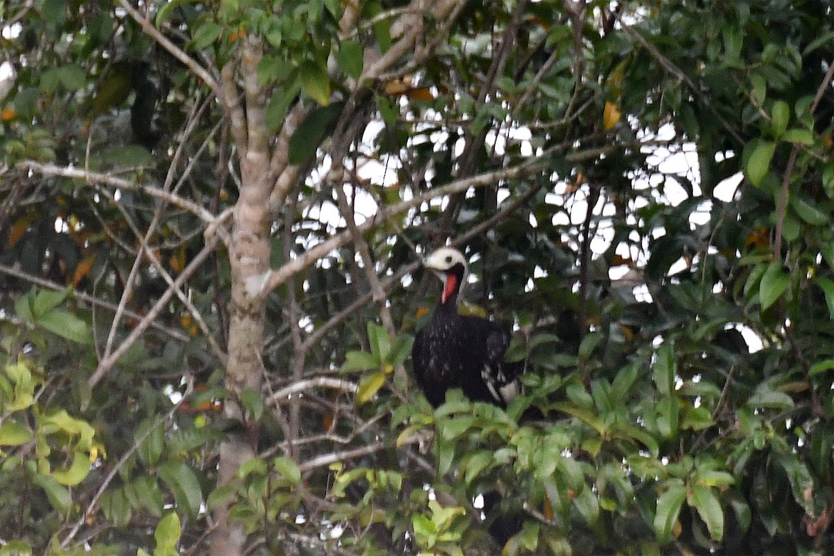 Red-throated Piping-Guan - Brian Henderson