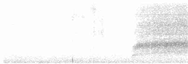 White-tailed Kite - ML177530621