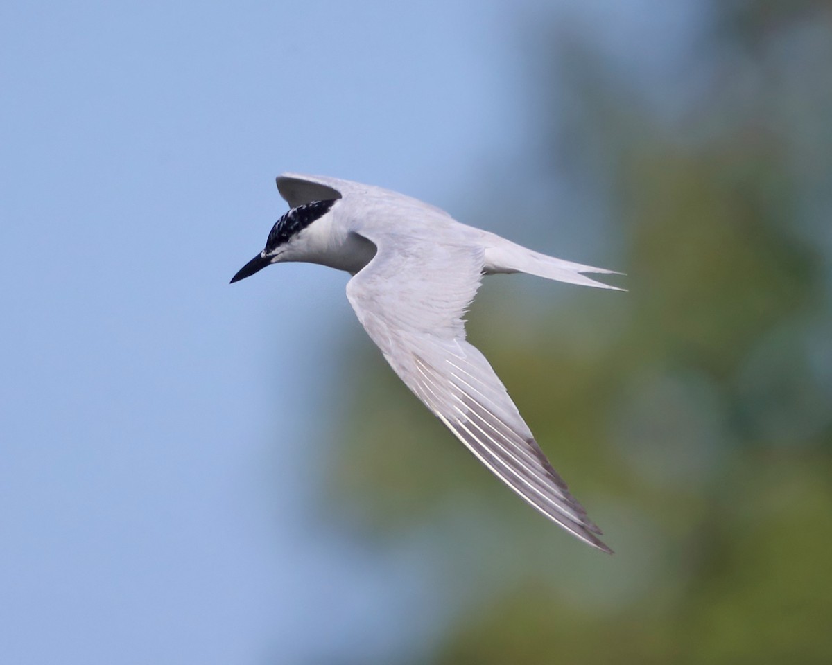Gull-billed Tern - Tom Murray