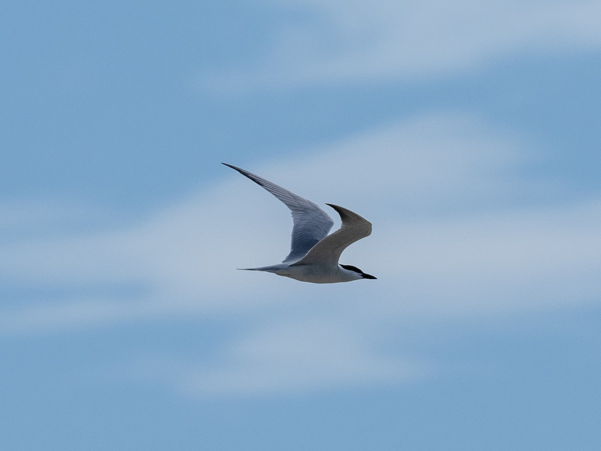 Gull-billed Tern - Steven Hunter
