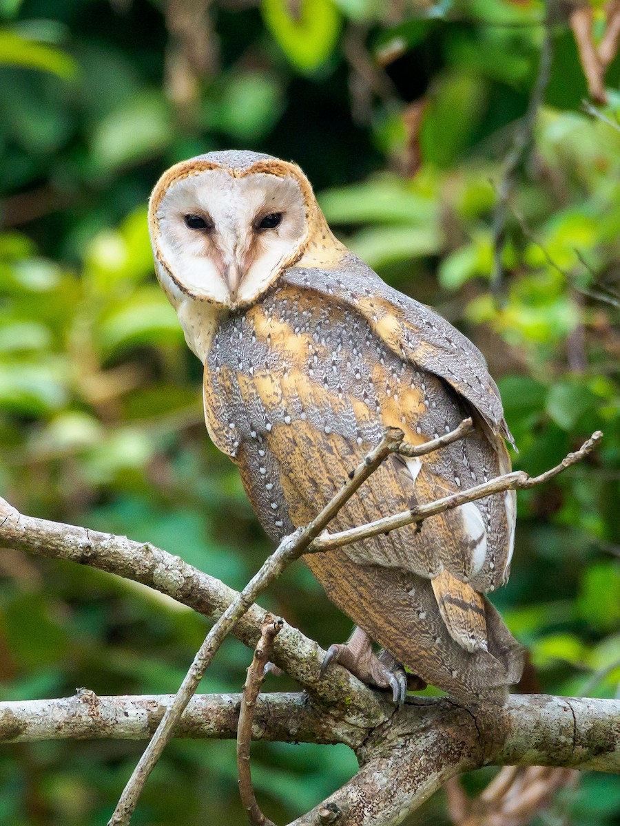 Barn Owl - Karyne Wee