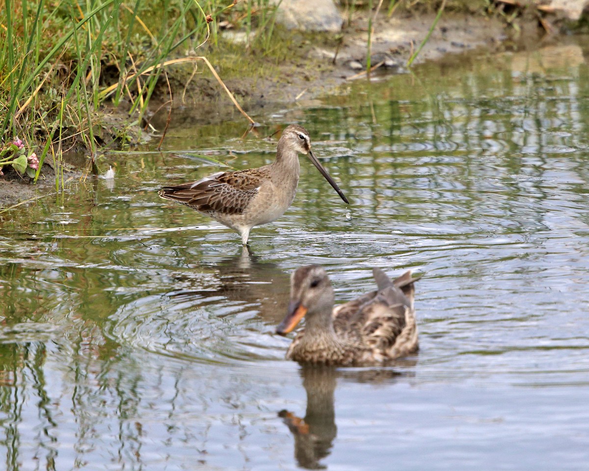 Long-billed Dowitcher - ML177537501