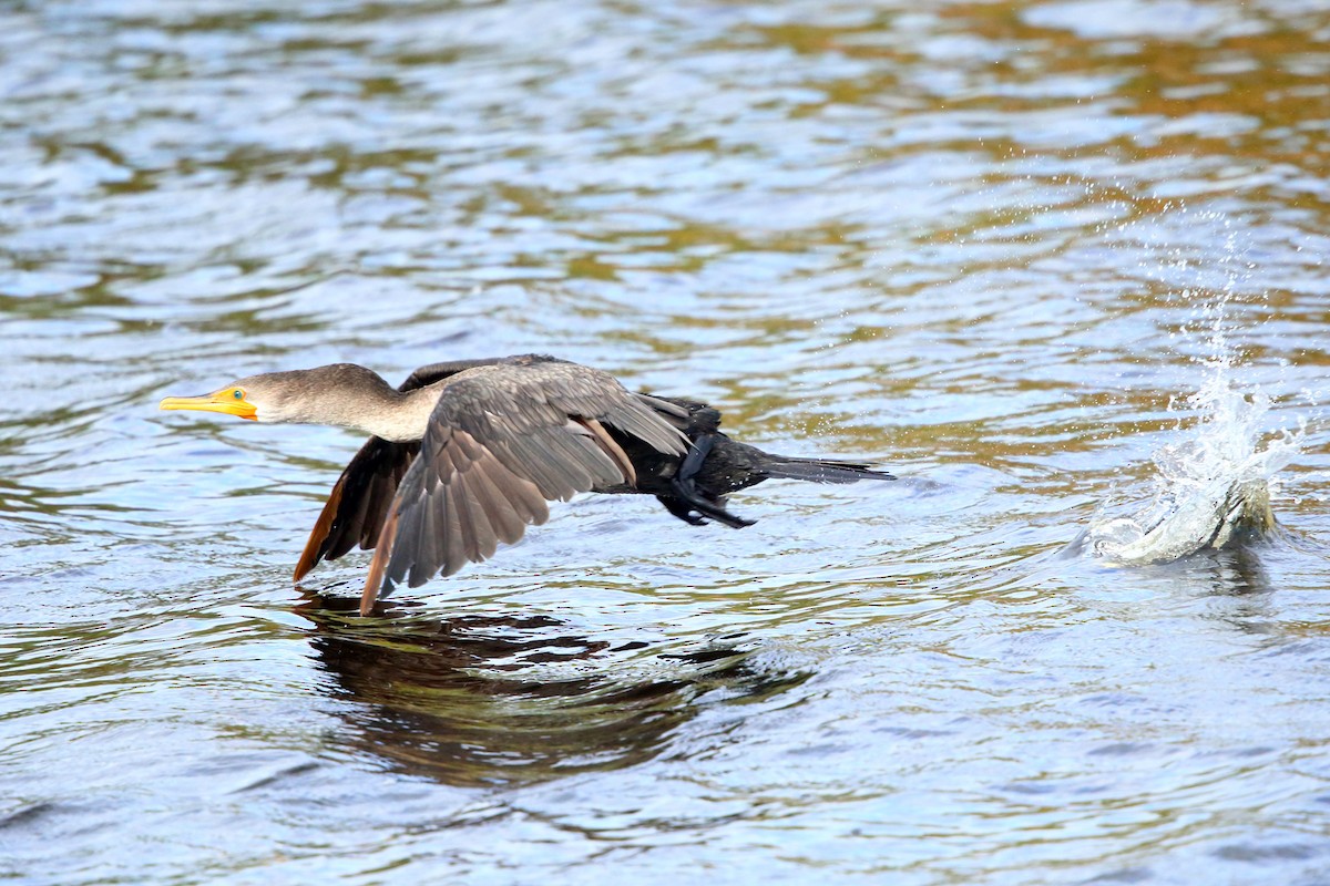 Double-crested Cormorant - Tom Murray