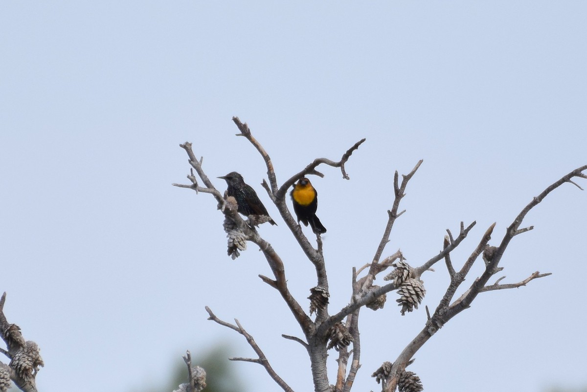 Yellow-headed Blackbird - ML177537941