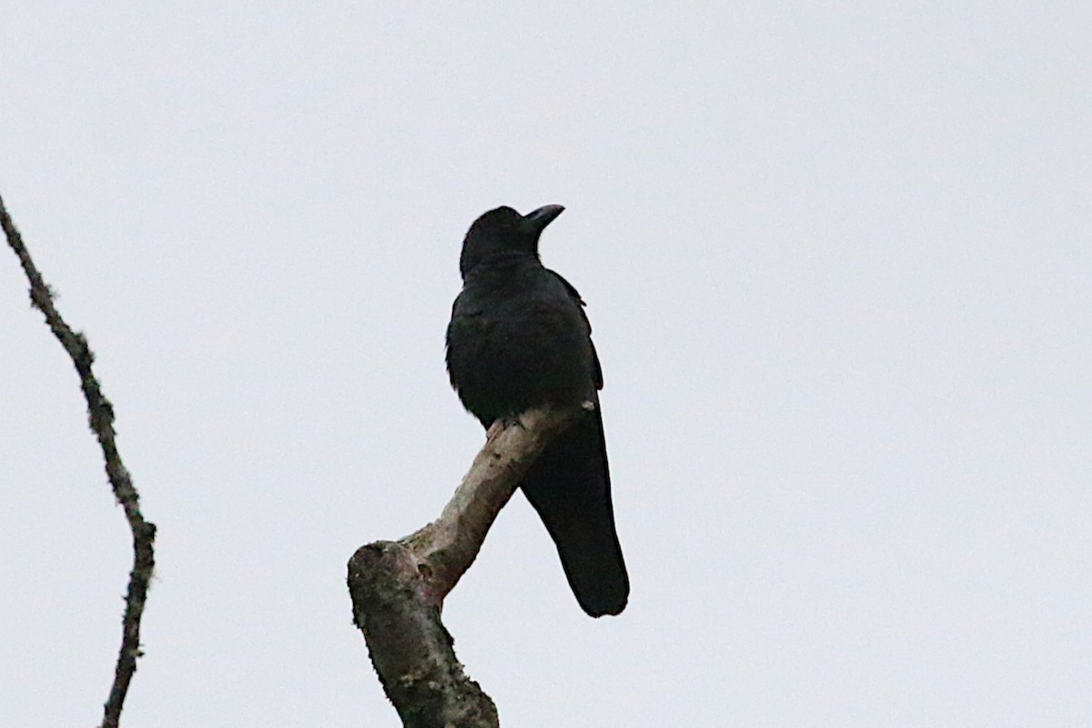 Large-billed Crow (Large-billed) - Leith Woodall