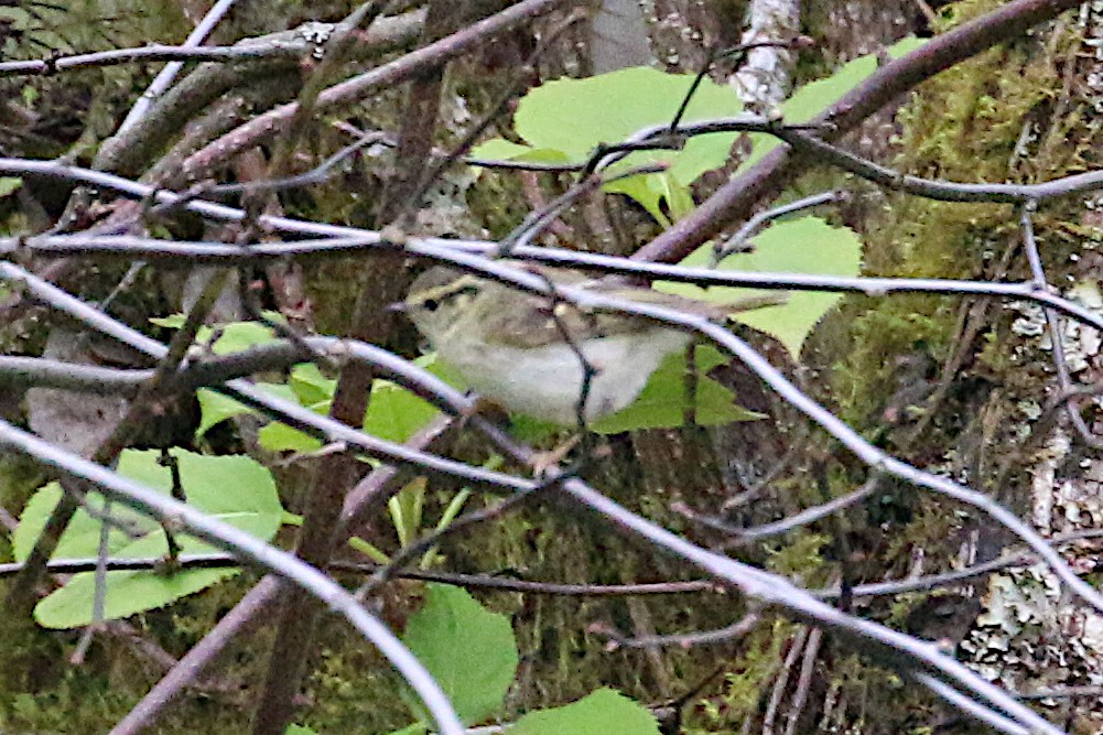 Sichuan Leaf Warbler - ML177539851