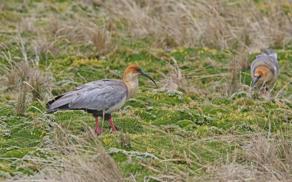 Andean Ibis - ML177542651