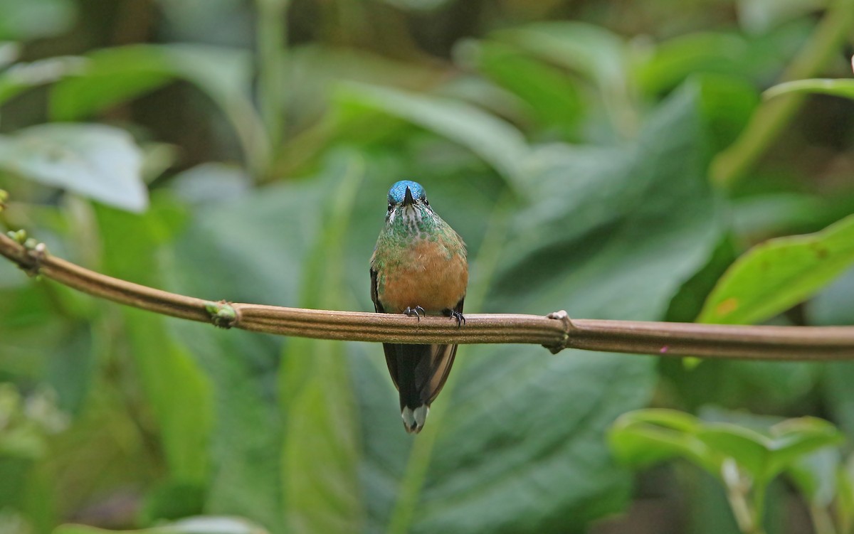 Long-tailed Sylph - ML177544351