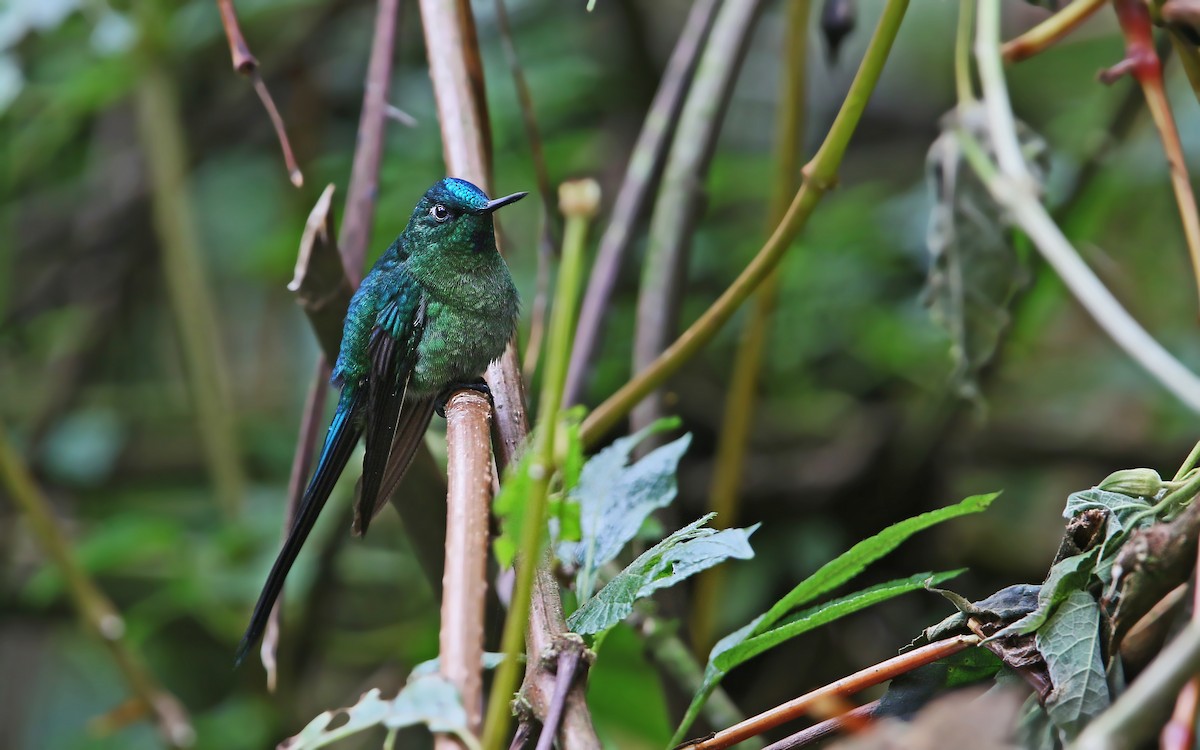Long-tailed Sylph - ML177544381