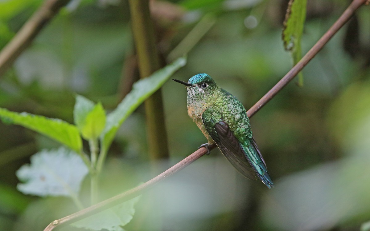 Long-tailed Sylph - ML177544431