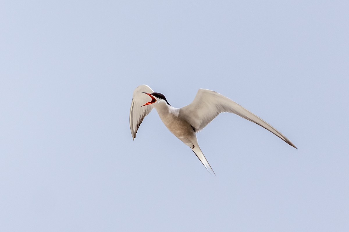 Common Tern - Balaji P B