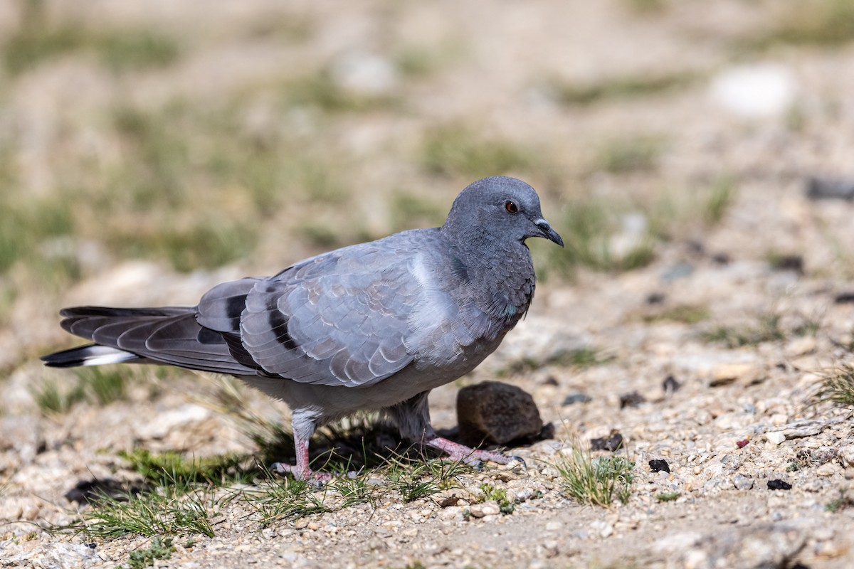 Pigeon des rochers - ML177546601