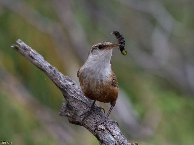Adult carrying an insect larva. - Canyon Wren - 