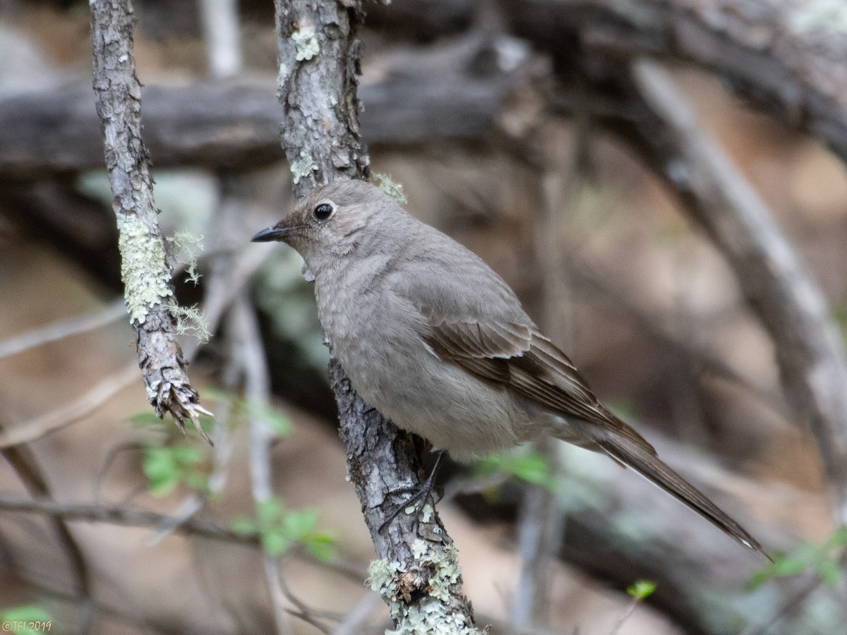 Townsend's Solitaire - T I
