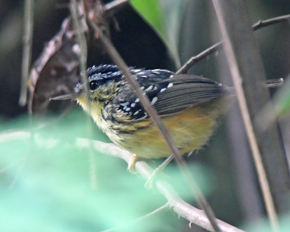 Yellow-breasted Warbling-Antbird - ML177558451