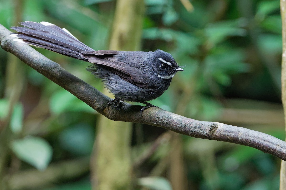 White-throated Fantail - ML177562691