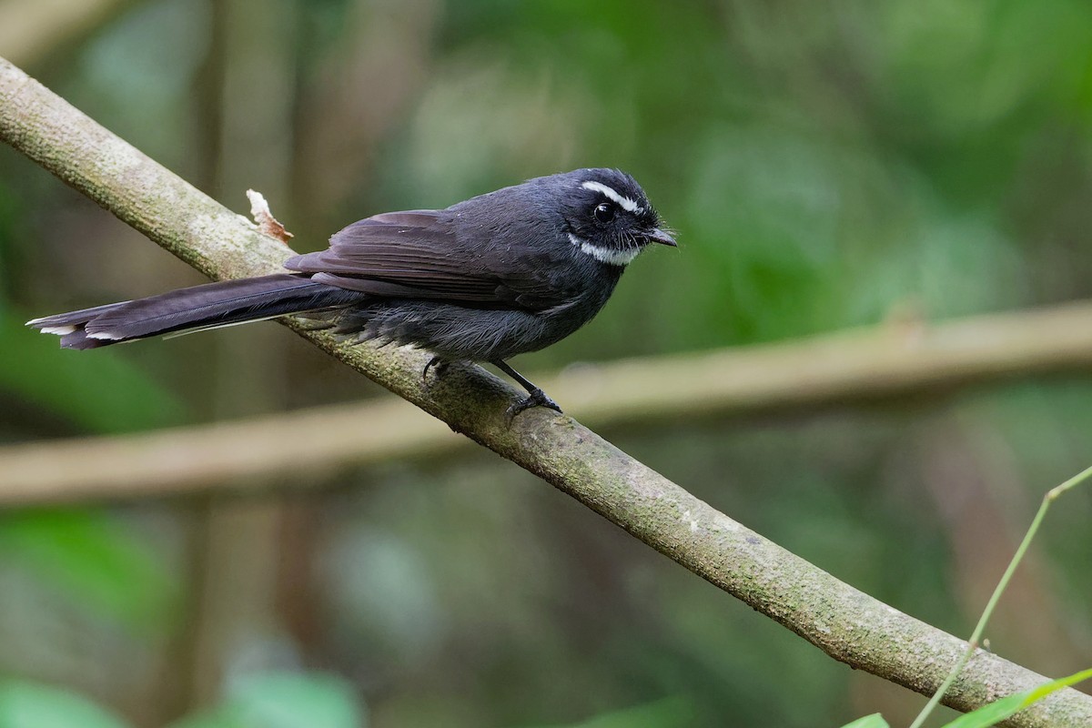 White-throated Fantail - ML177562711