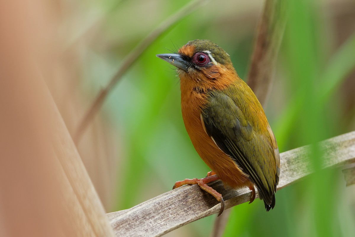 White-browed Piculet - ML177564571
