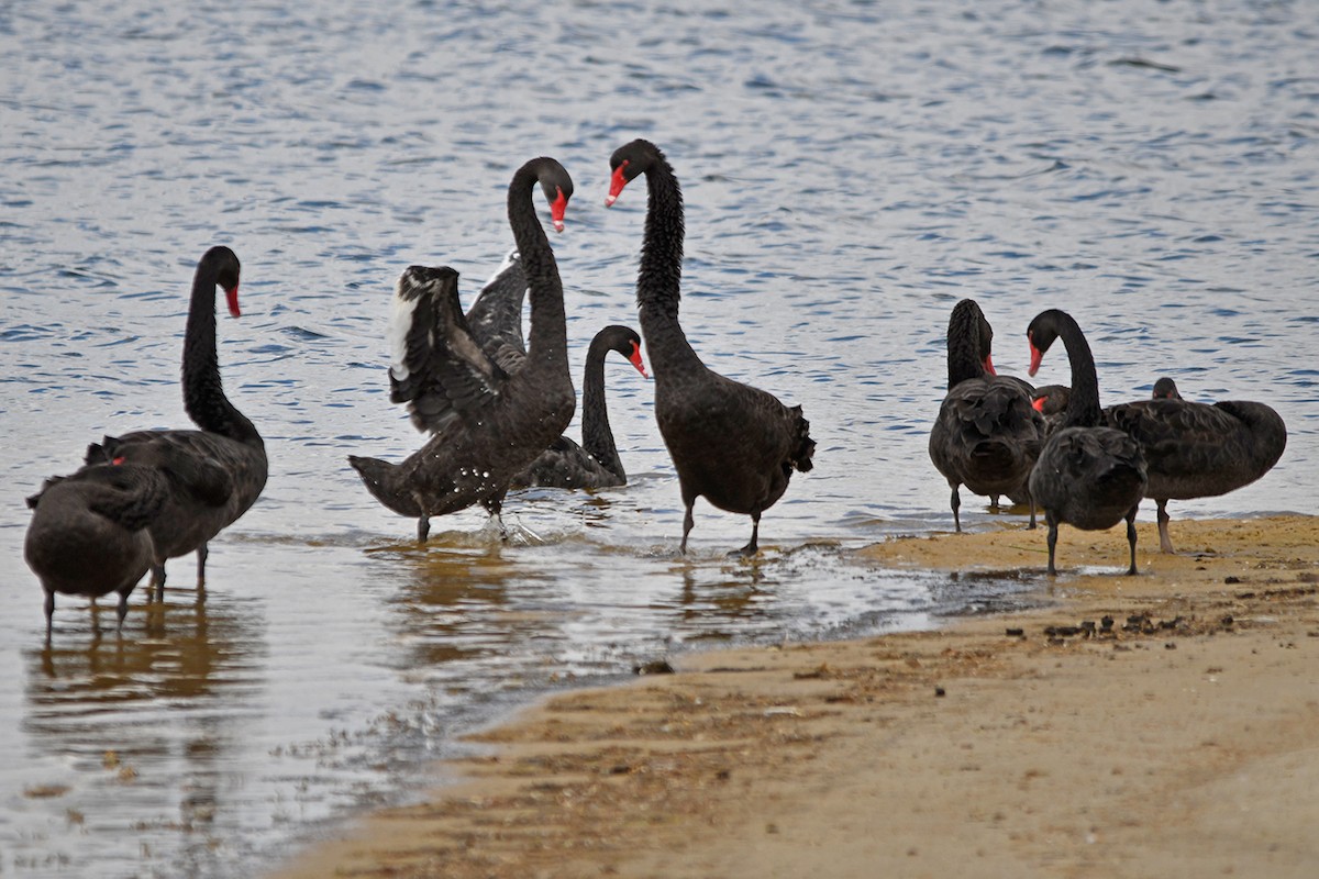 Black Swan - Philip Karstadt