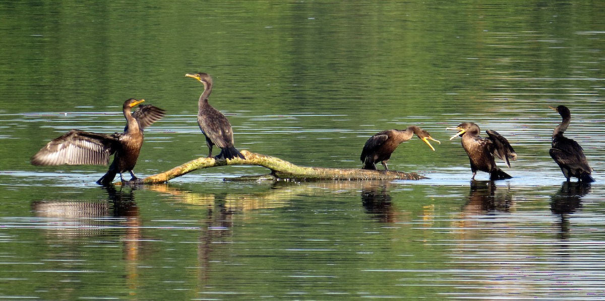 Double-crested Cormorant - Pam Campbell