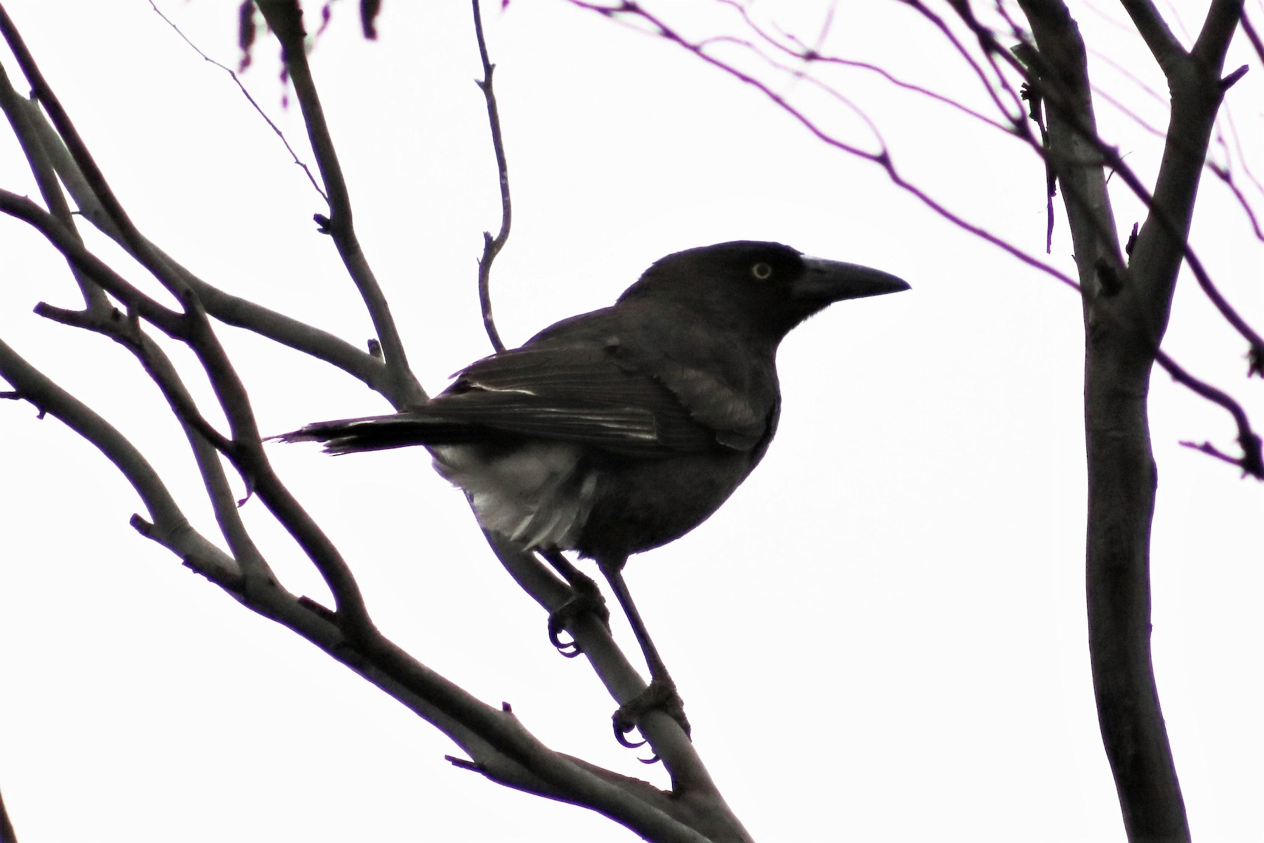 Grey Currawong (Brown) - eBird