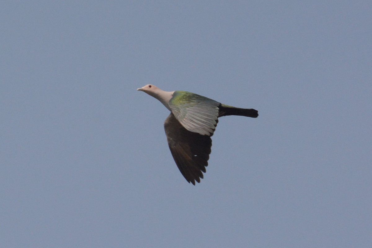 Green Imperial-Pigeon - Ari Noviyono