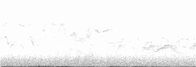 Тимелія-куцохвіст велика (підвид albiventer/pallidior) - ML177569461