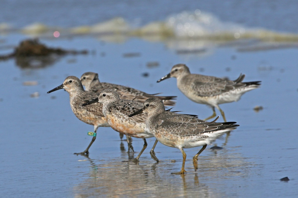 Red Knot ML177570411