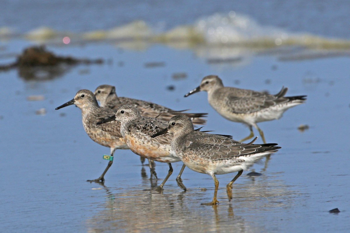 Red Knot - Elizabeth Brensinger