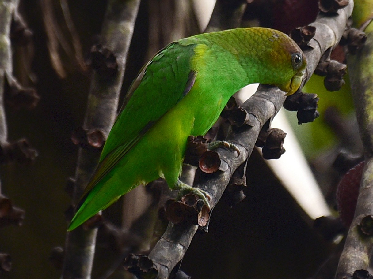 アカムラサキオインコ Ebird