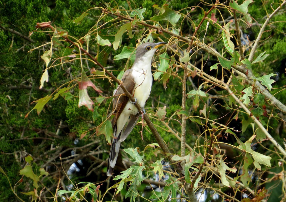 Yellow-billed Cuckoo - Michael Mandracchia