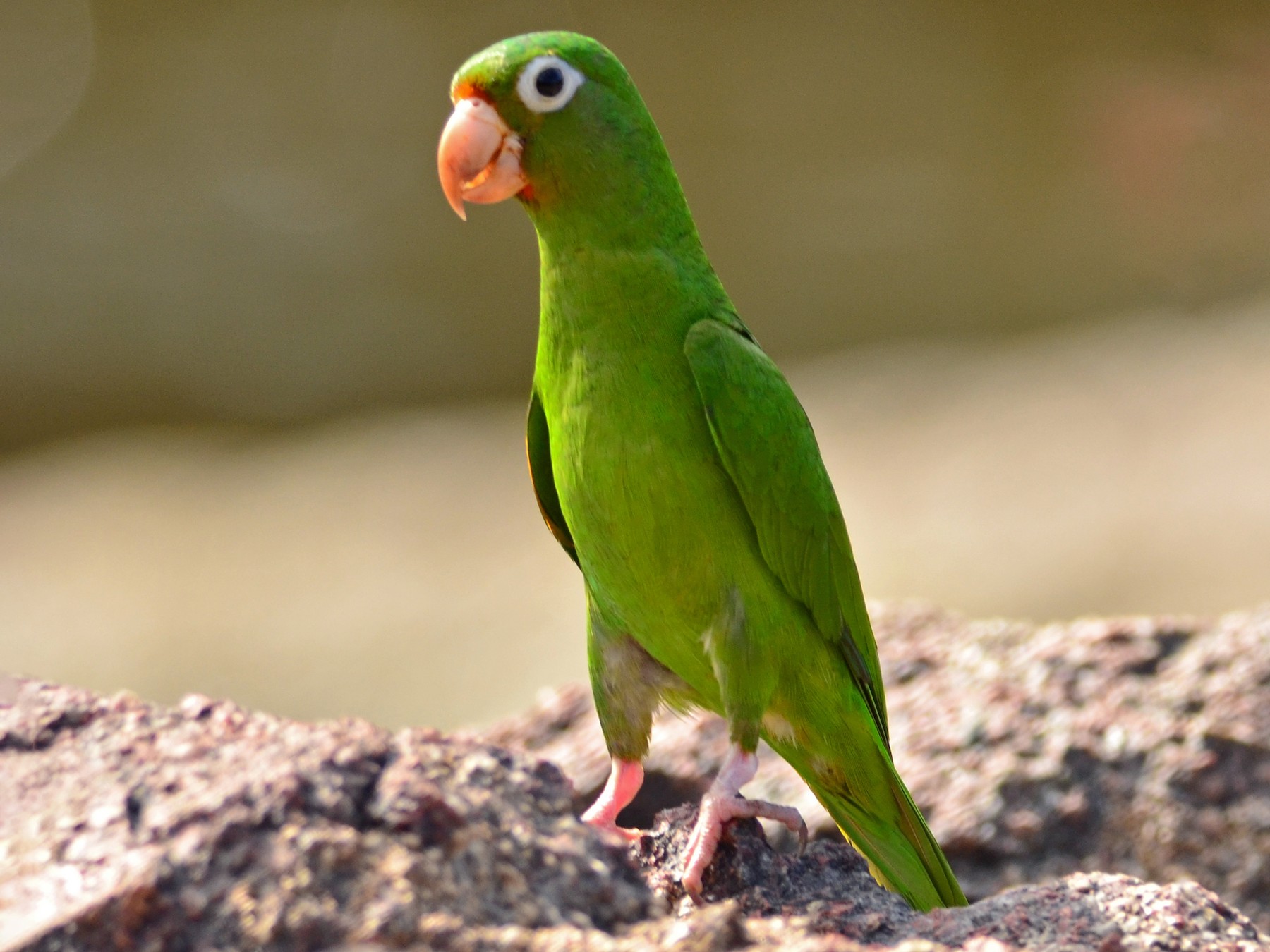 Golden-winged Parakeet - Luiz Moschini