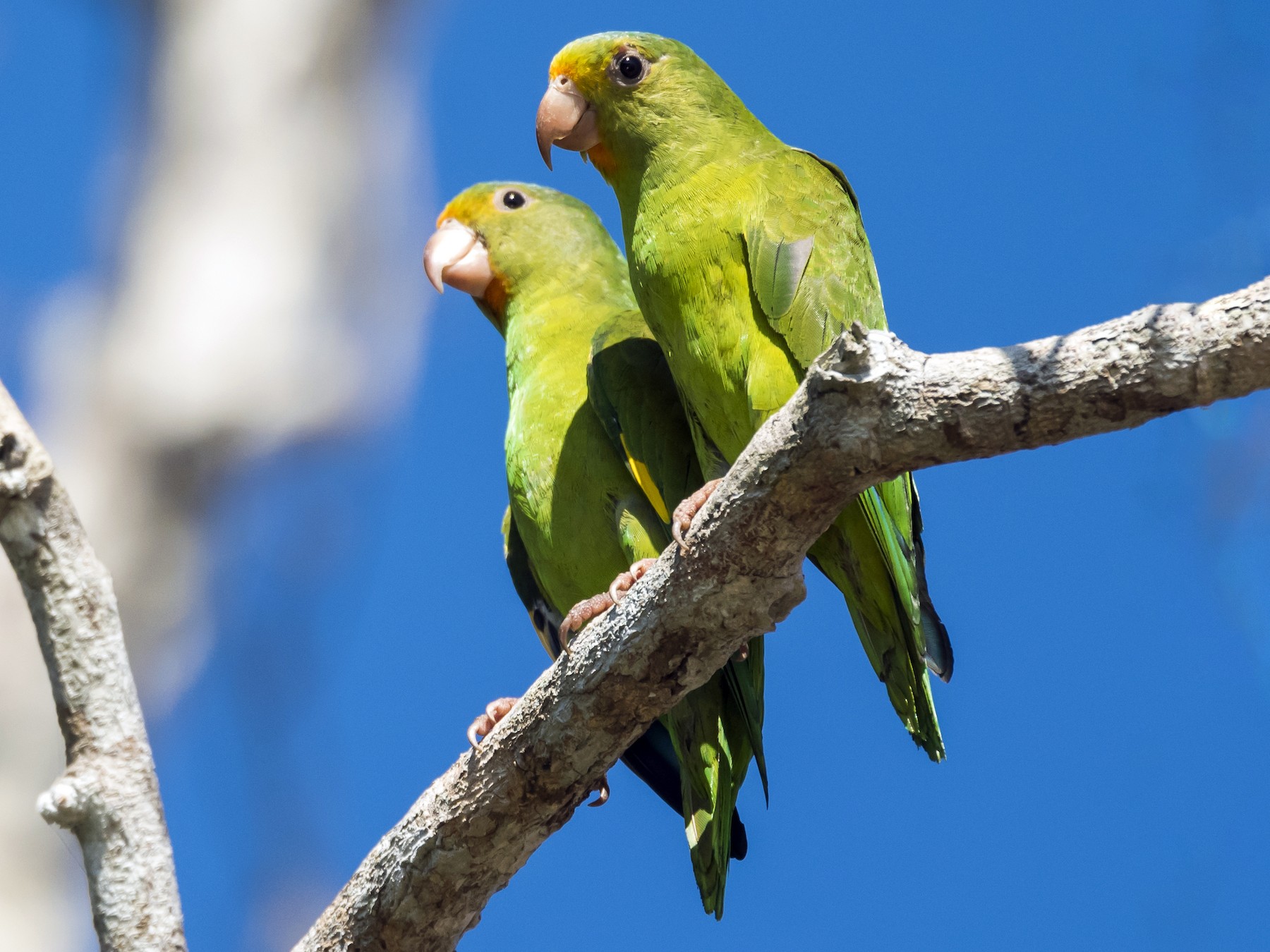 Golden-winged Parakeet - Claudia Brasileiro