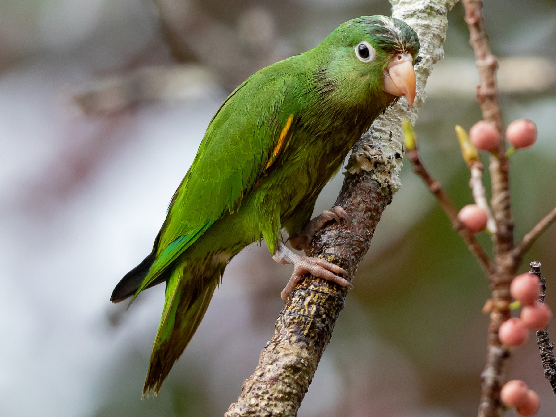 Golden-winged Parakeet - Héctor Bottai