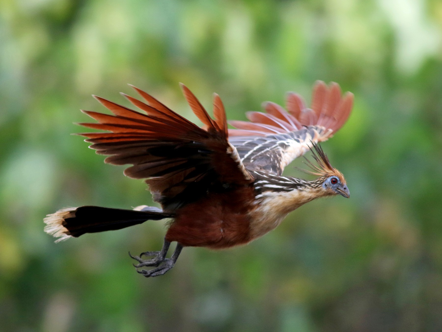 Hoatzin - Jay McGowan