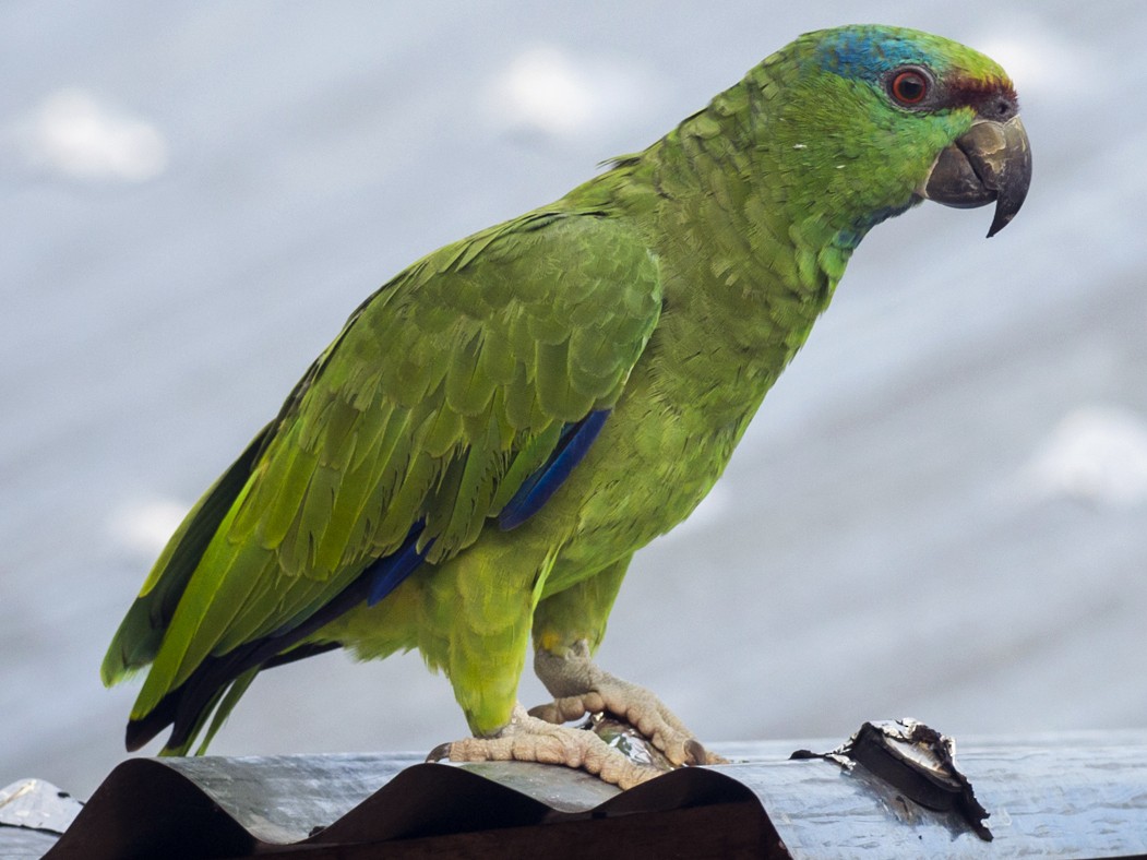 Festive Parrot - Claudia Brasileiro