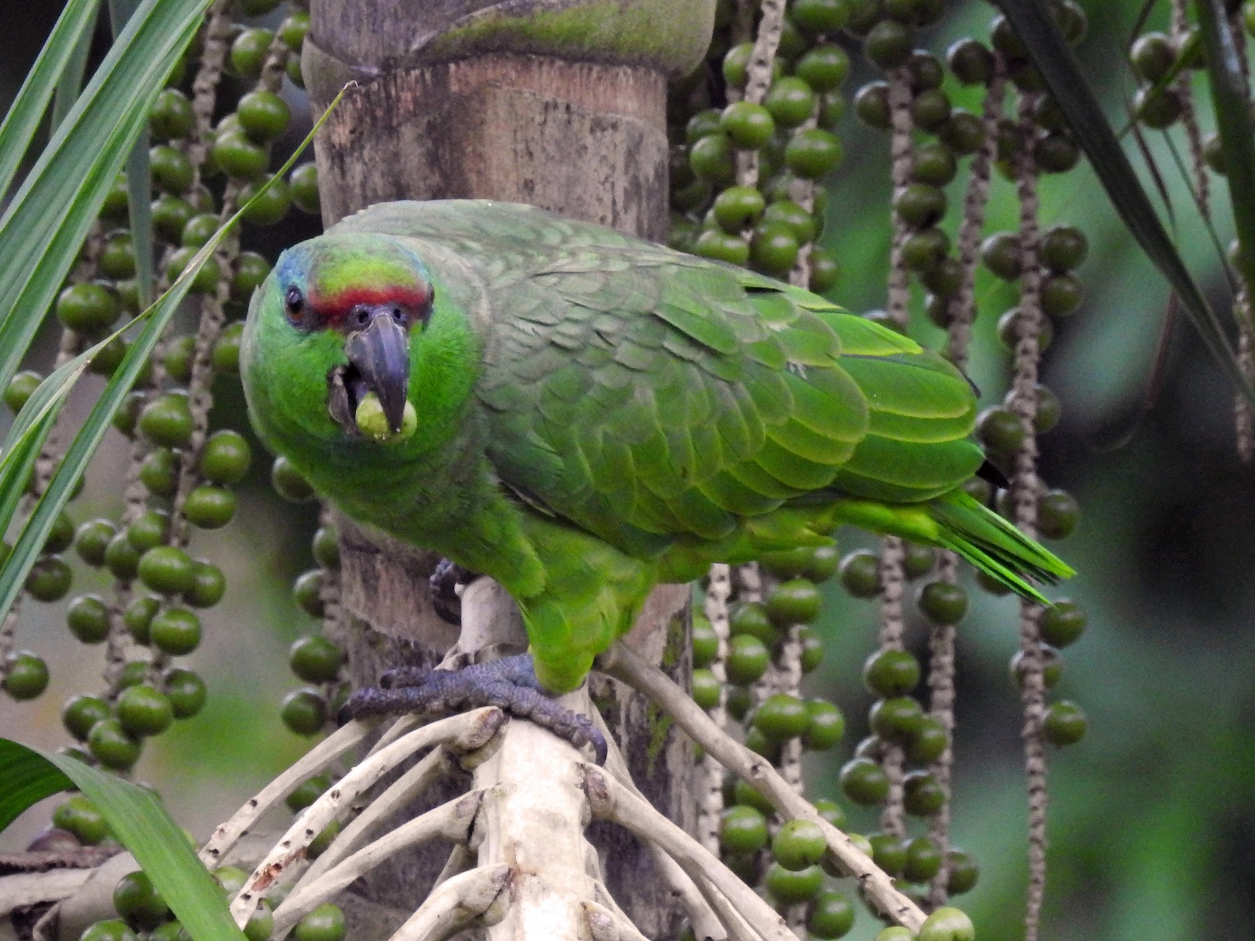 Amazon グレート インディアン フェスティバル セールが 10 月 17 日から始まります