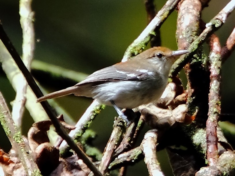 Ash-winged Antwren - Euchrepomis spodioptila - Birds of the World