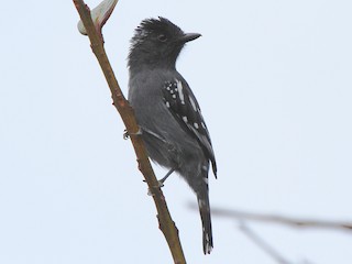  - Streak-backed Antshrike